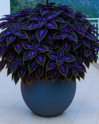 Plant